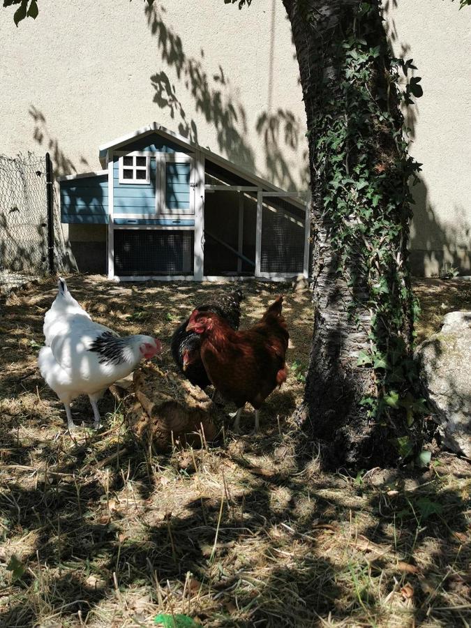 Quatre Chats Sous Un Pin Le Thoureil Buitenkant foto